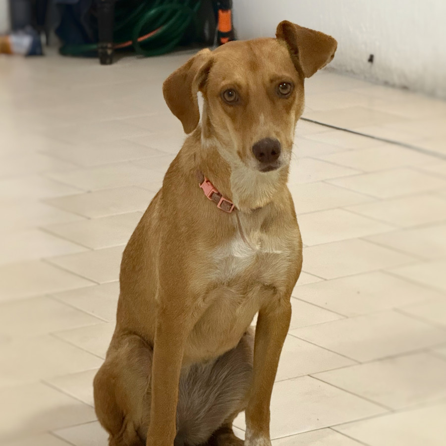  | Raza Mestiza | Encontrada