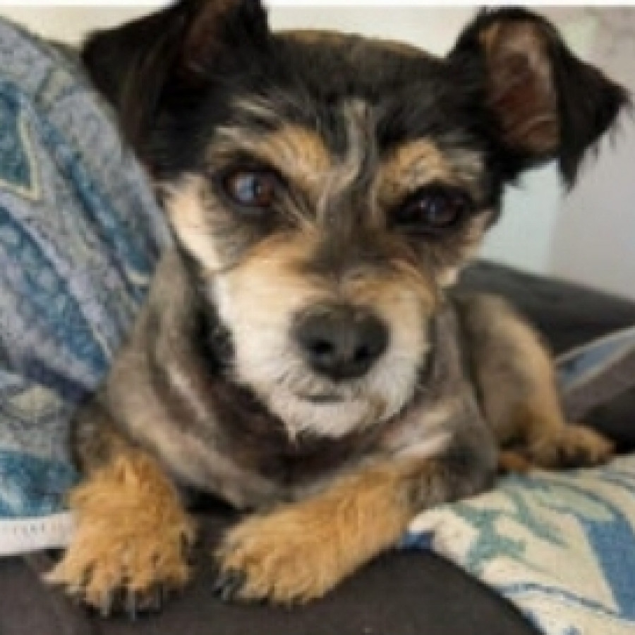 LUCKY | Raza Mestizo, cruza de Schnauzer con Chihuahua,  (Chizer) | Perdido