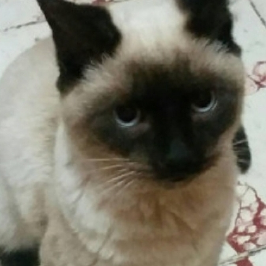 LALO | Raza Siamés Punto Foca | Perdido