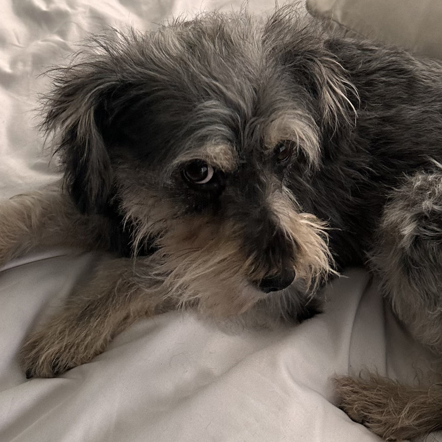 NENA | Raza Mestiza, cruza de Schnauzer | Perdida