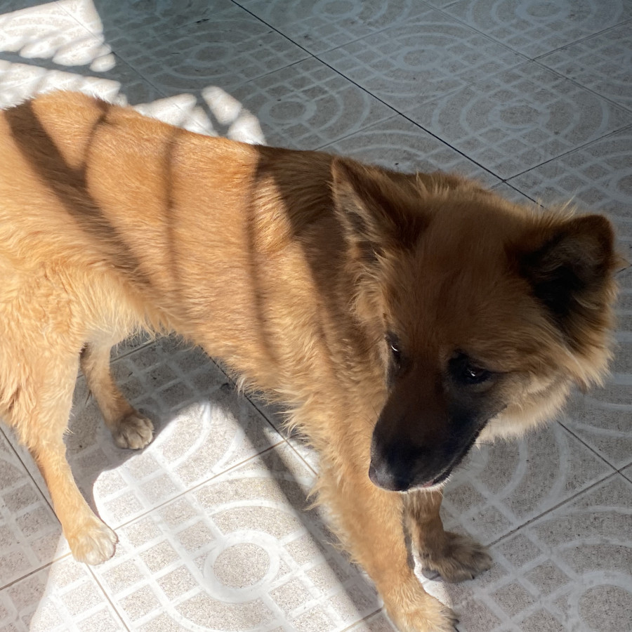 FREYA | Raza Mestiza | Perdida