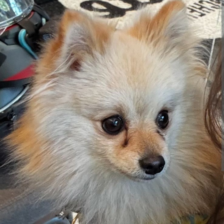POLO | Raza Pomerania | Perdido