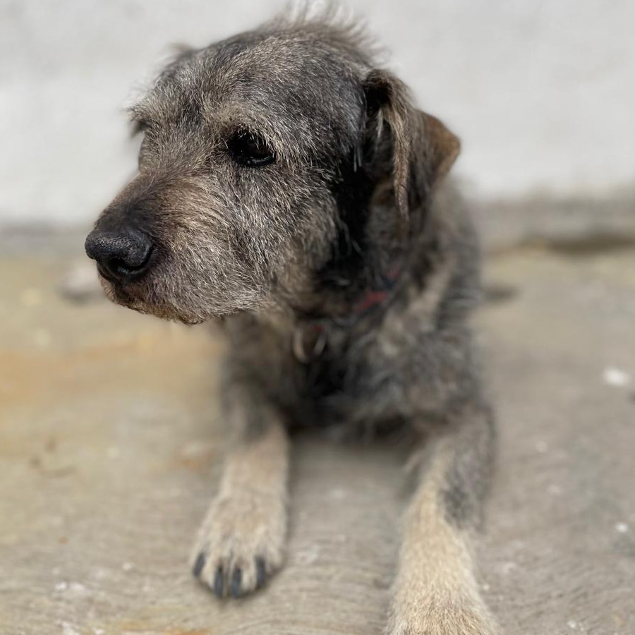 DOGUI | Raza Mestizo, cruza de Schnauzer | Perdido