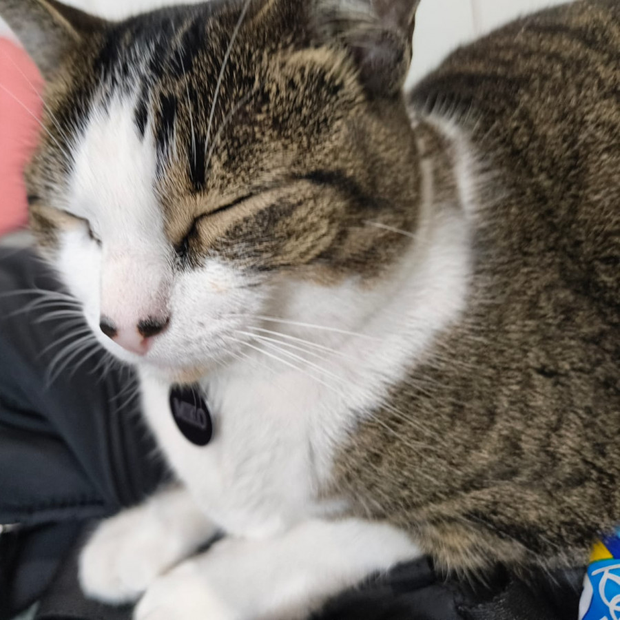 MIKO | Raza Doméstico Américano de Pelo Corto | Perdida