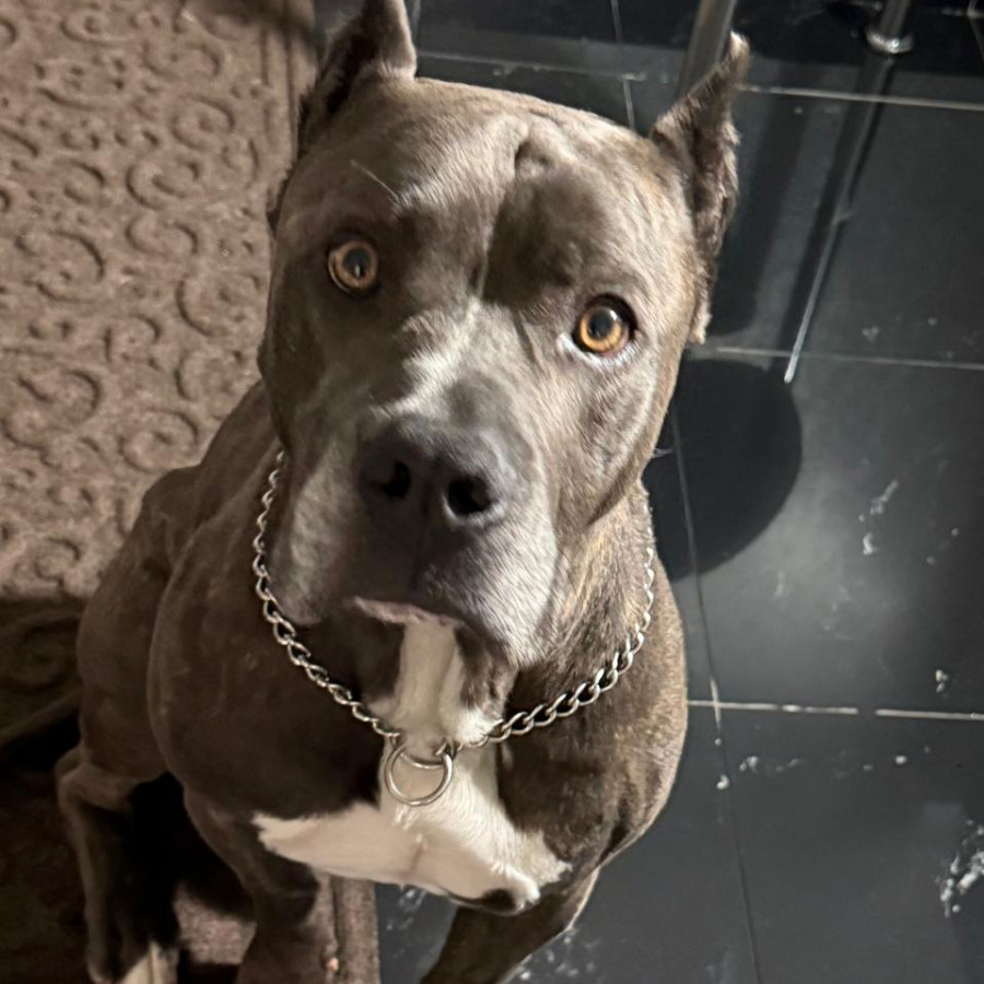 DYRON | Raza American Pitbull Terrier | Perdido