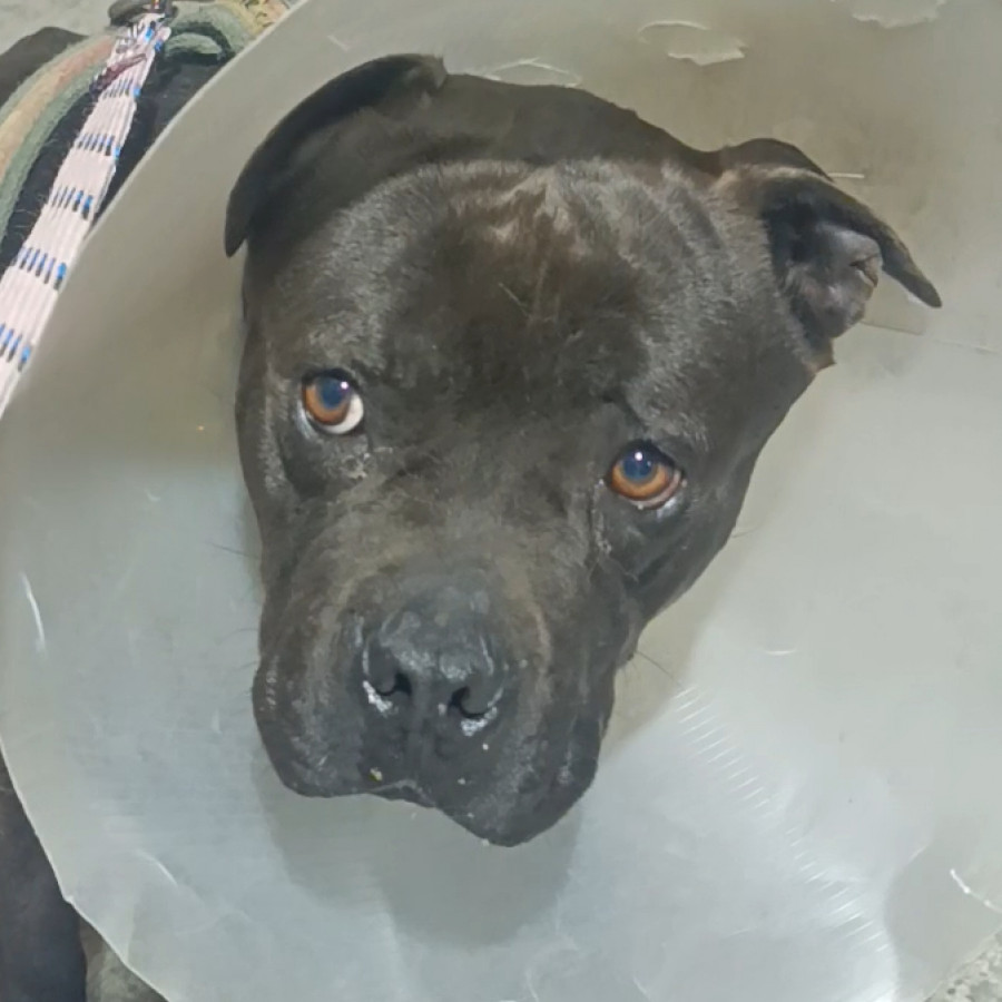  | Raza American Pitbull Terrier | Encontrado