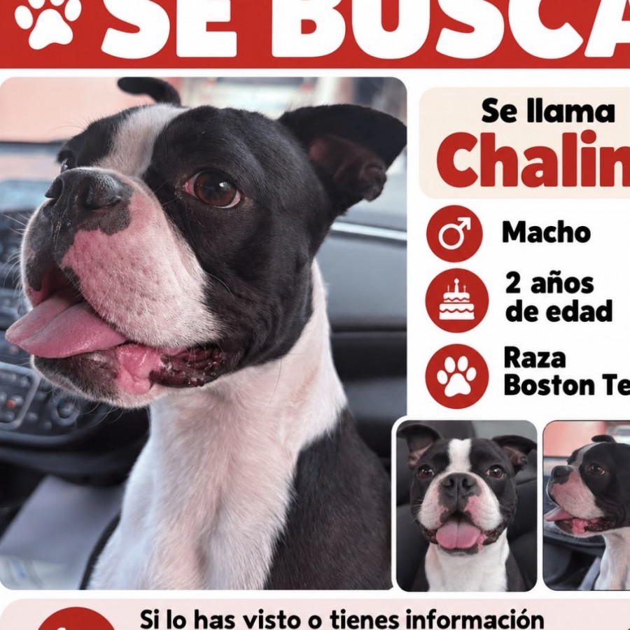 CHALINO | Raza Boston Terrier  | Perdido