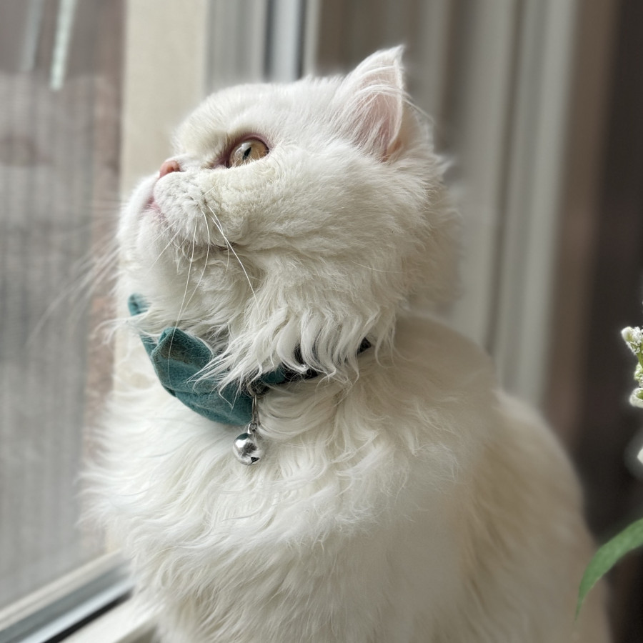 SIMI | Raza Británico de pelo largo | Perdido