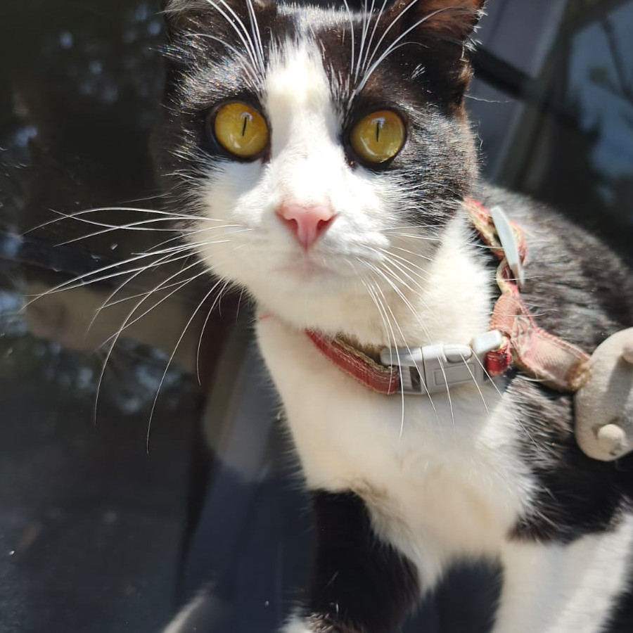 FIANNA | Raza Doméstico Américano de Pelo Corto | Perdida