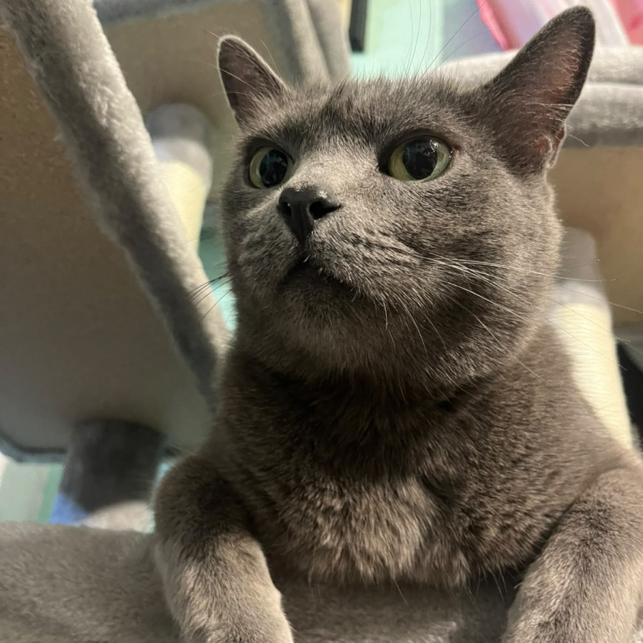 GRIS | Raza Ruso Azul | Perdido