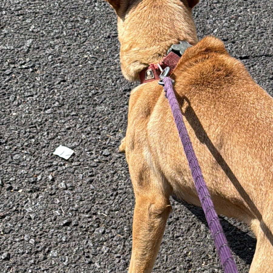  | Raza Mestiza, cruza de Pastor Belga Malinois | Encontrada