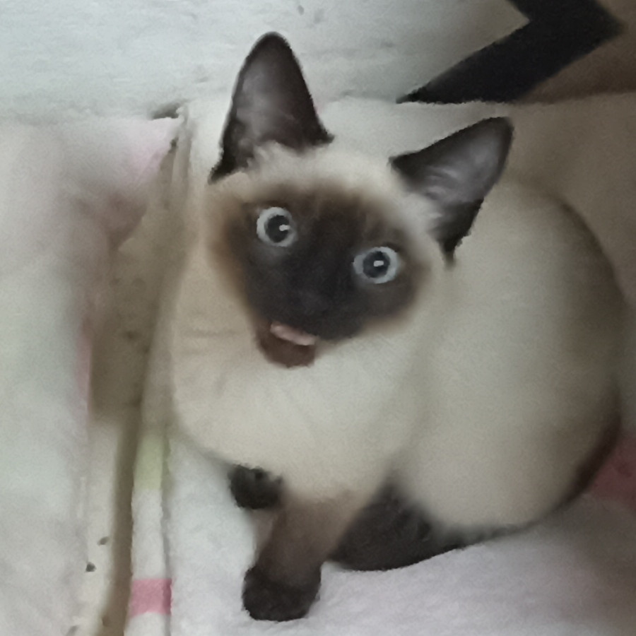 MOMO | Raza Siamés Punto Foca | Perdida