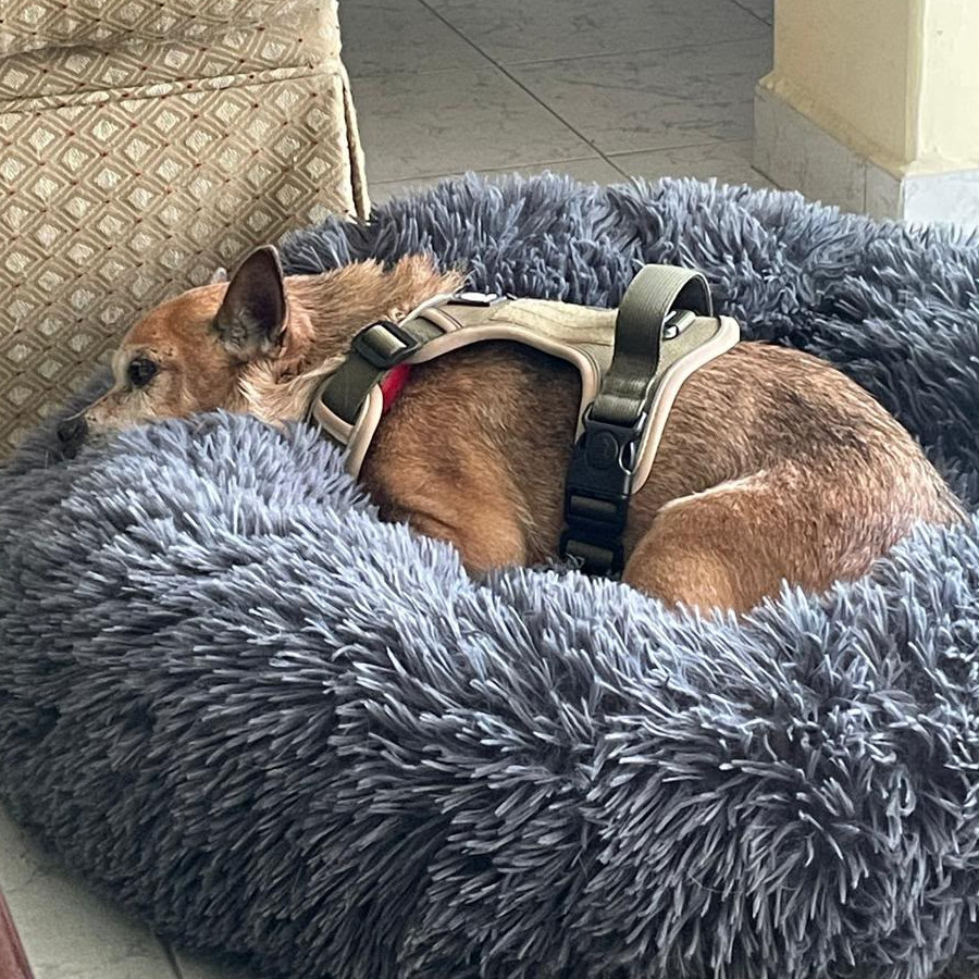 PULGA | Raza Chihuahua | Perdido