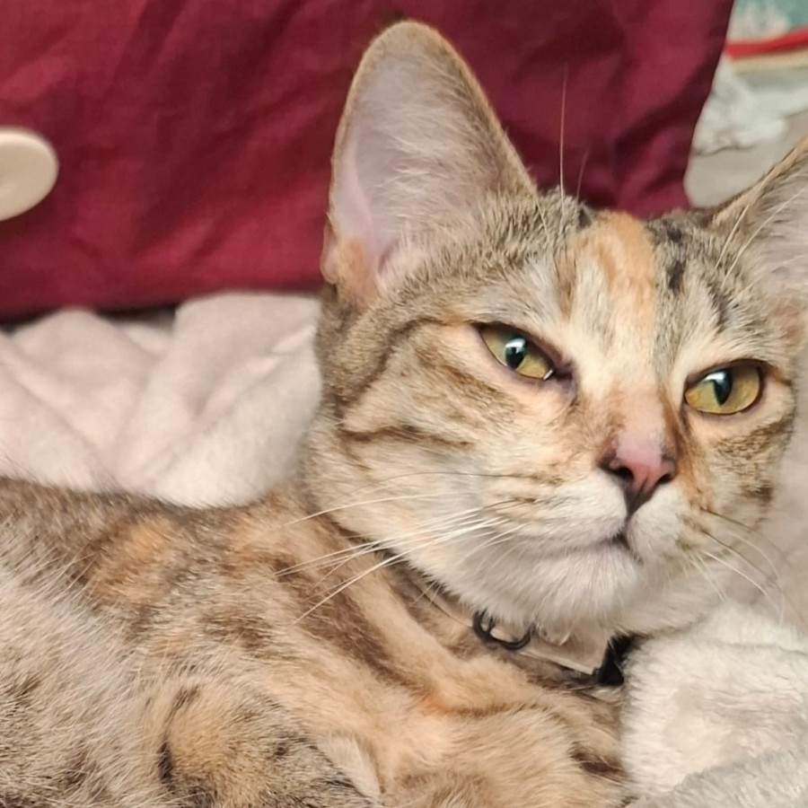 KALESSI | Raza Doméstico Américano de Pelo Corto | Perdida