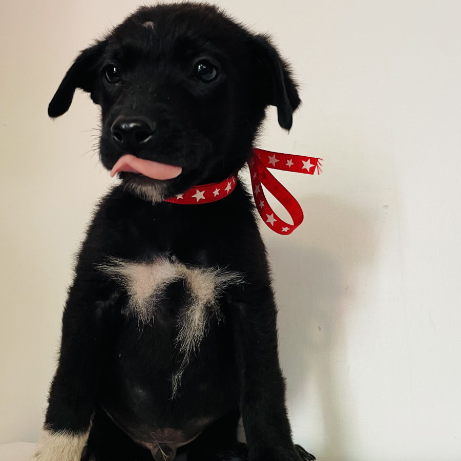 PATITAS | Raza Mestizo, cruza de Labrador | En Adopción