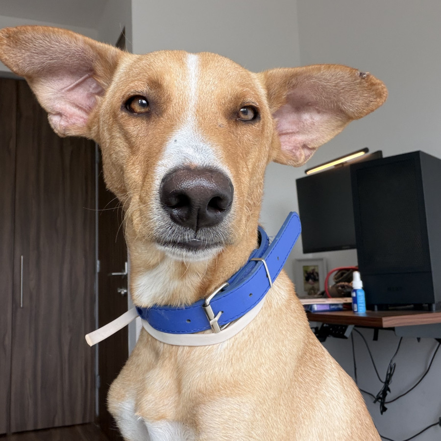 KIKI | Raza Mestizo | En Adopción