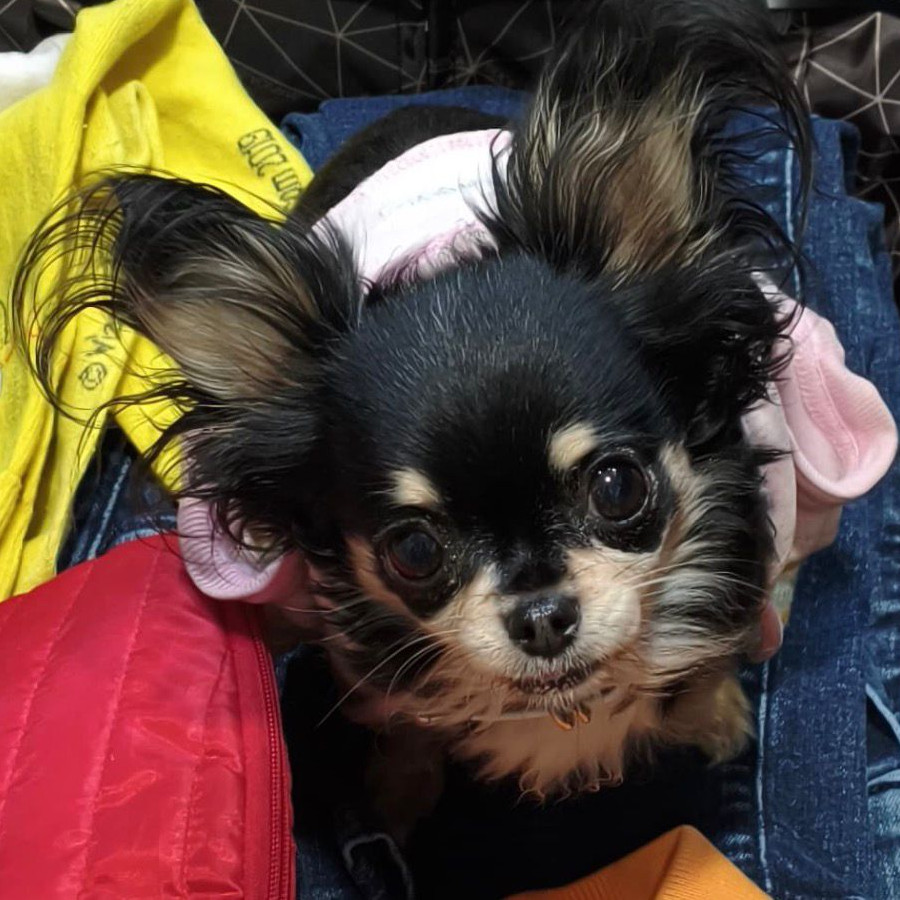 CHISPITA O PIPI | Raza Chihuahua | Final Feliz