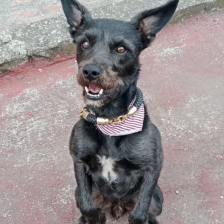 BLACKY | Raza Mestizo, cruza de Schnauzer | Perdido