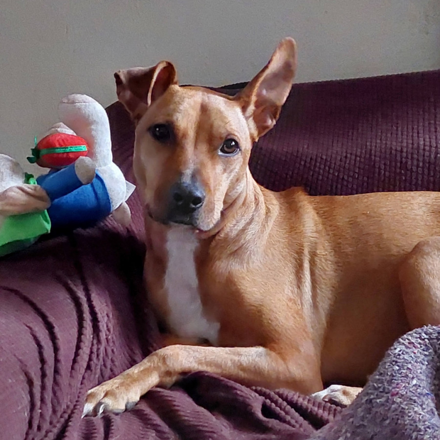 GINGER | Raza Mestiza, cruza de American Pitbull Terrier | Perdida