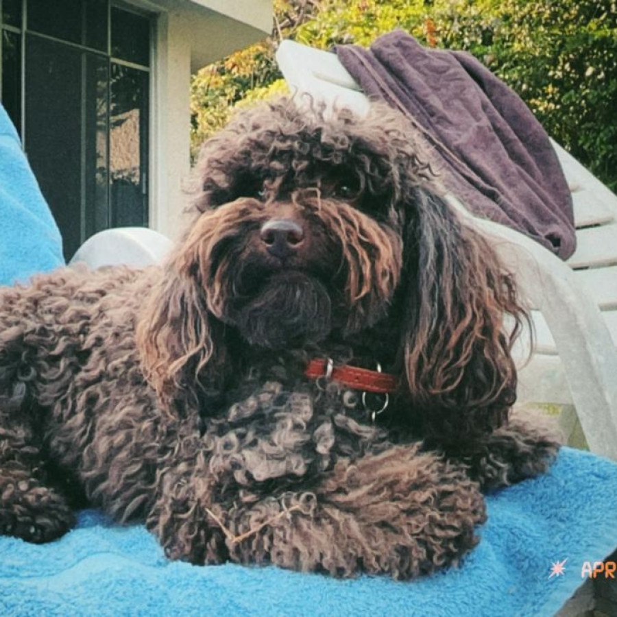 BRUNO | Raza Mestizo, cruza de Shih Tzu con French Poodle | Perdido