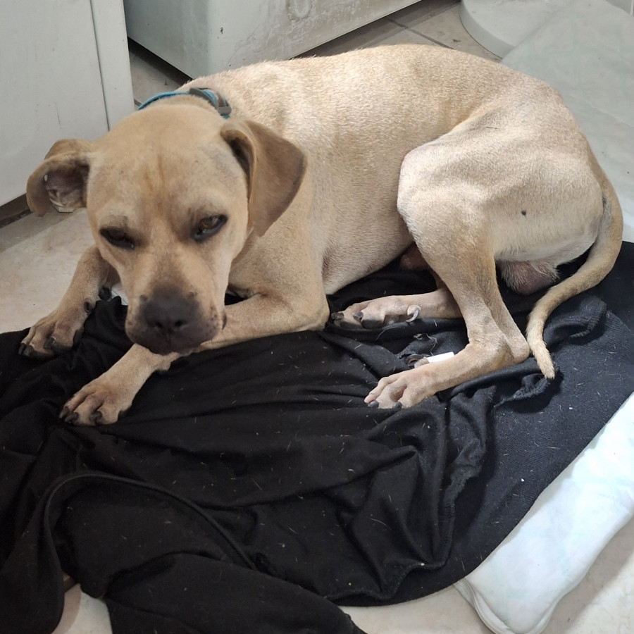 LENCHO | Raza Mestizo,  cruza de American Pitbull Terrier con Labrador | En Adopción