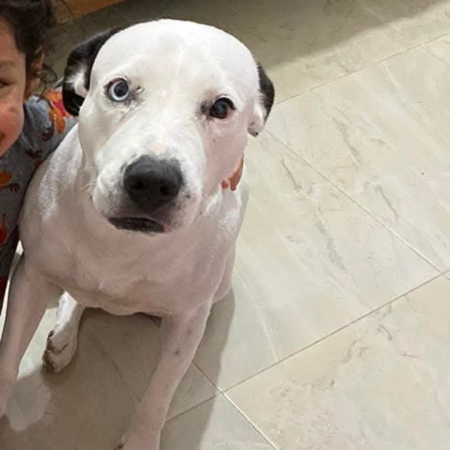 MARSHALL | Raza American Pitbull Terrier | Perdido