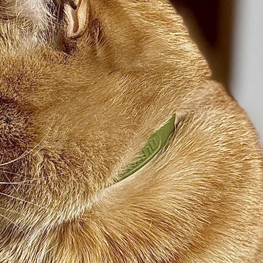 GATITO | Raza Doméstico Américano de Pelo Corto | Perdido