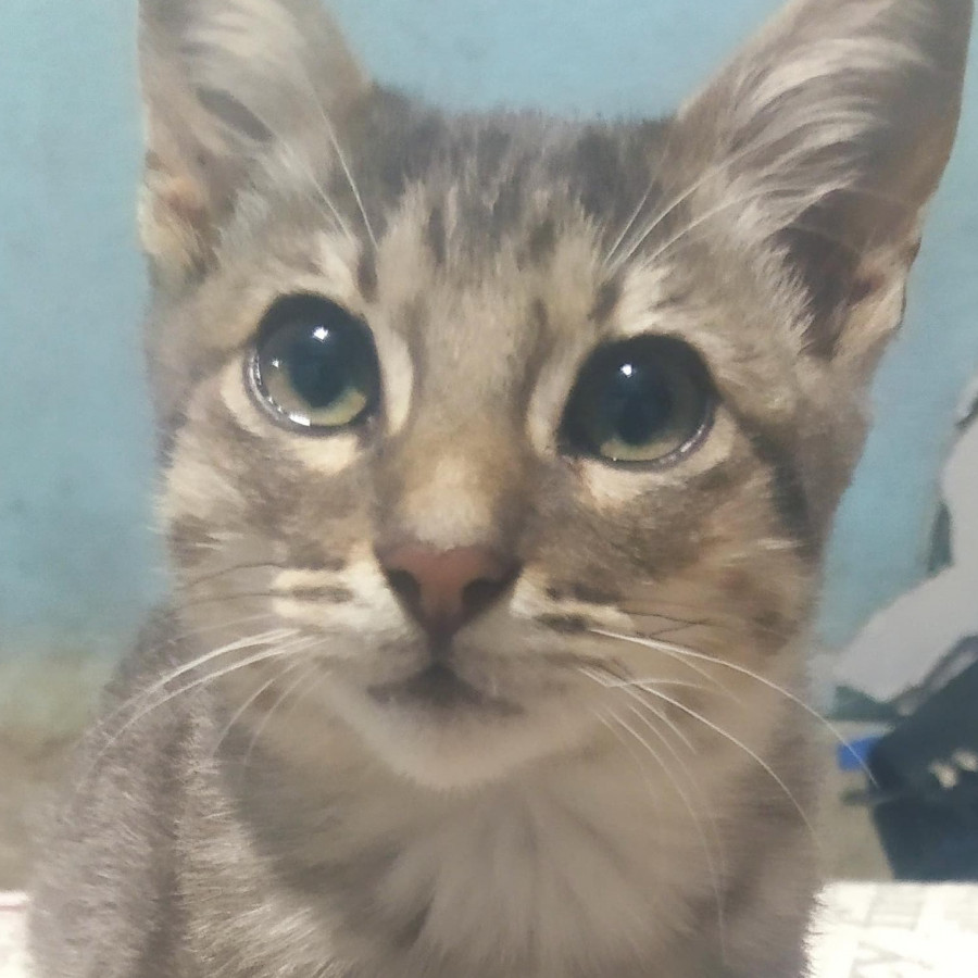 HERMOSO GATITO | Raza Doméstico Américano de Pelo Corto | En Adopción