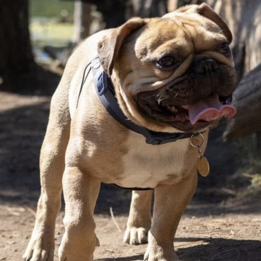 RIGO | Raza Mestizo, cruza de Bulldog Francés con Pug | Perdido