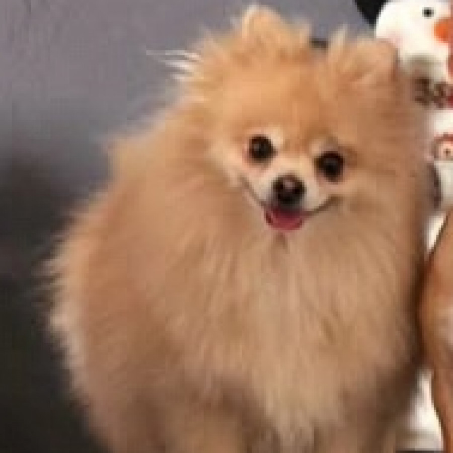 MAGA | Raza Pomerania | Perdida