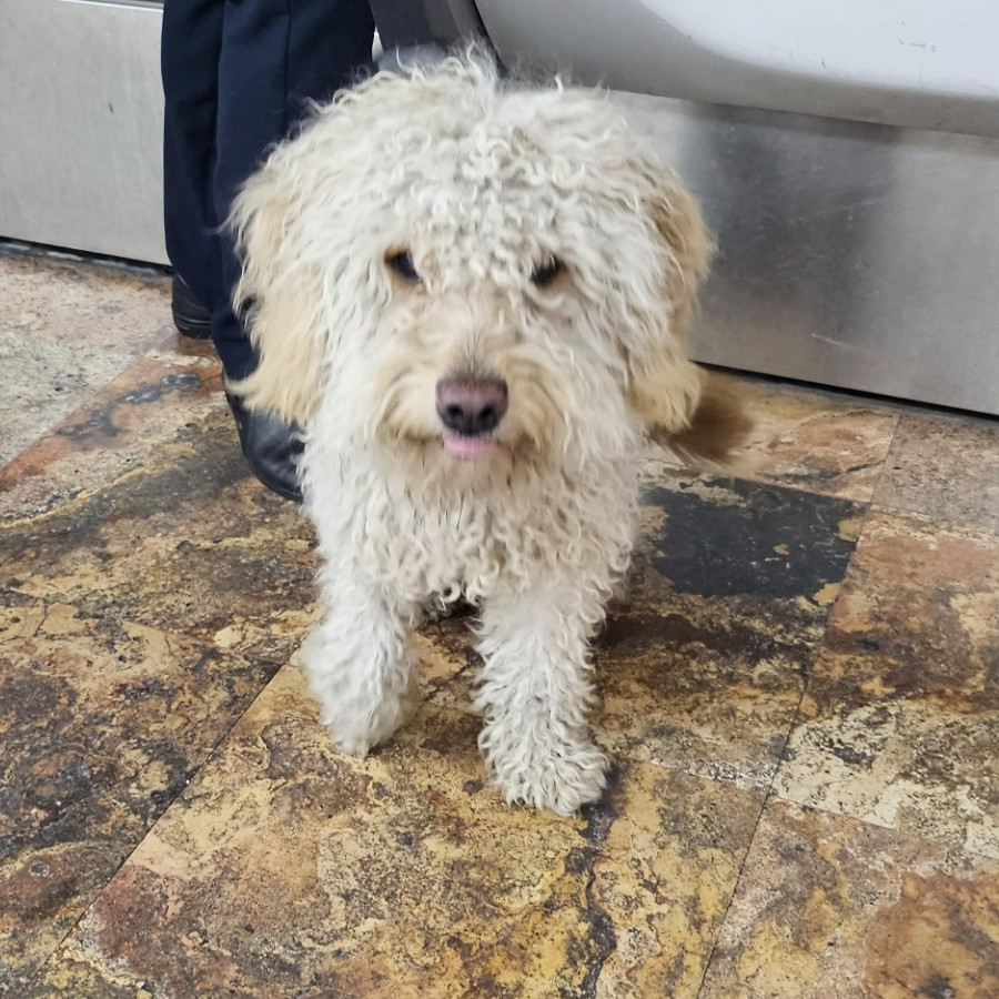  | Raza Mestizo, cruza de French Poodle | Final Feliz
