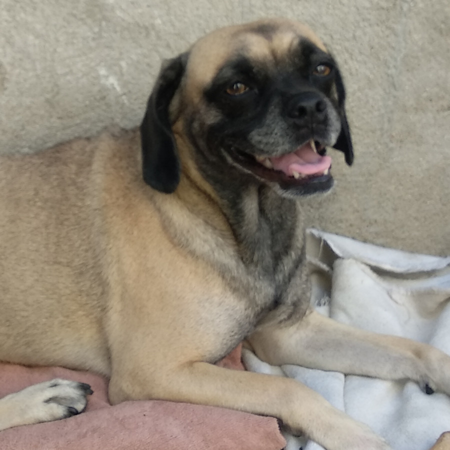 MEI | Raza Mestiza, cruza de Pug con Cocker | Perdida