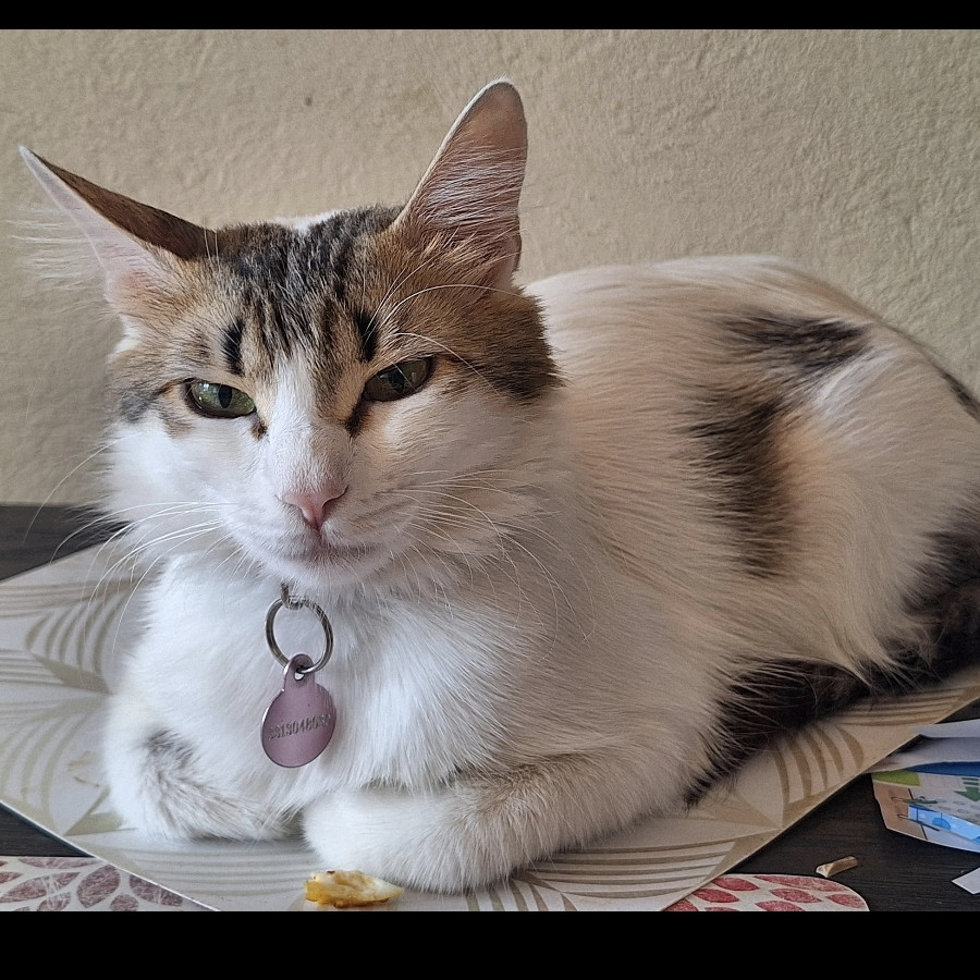 FEY | Raza Doméstico Americano de pelo semilargo | Final Feliz