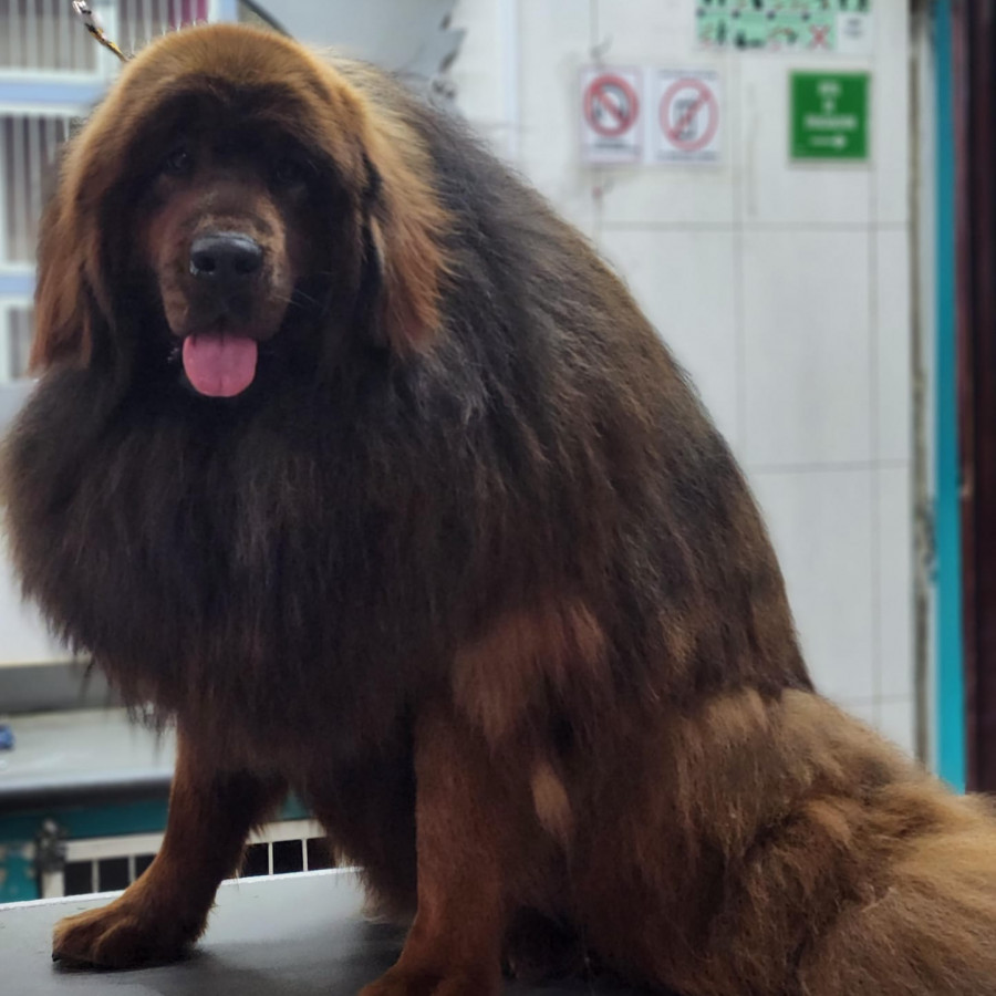 DORIS | Raza Mastín Tibetano o Dogo del Tíbet | Final Feliz