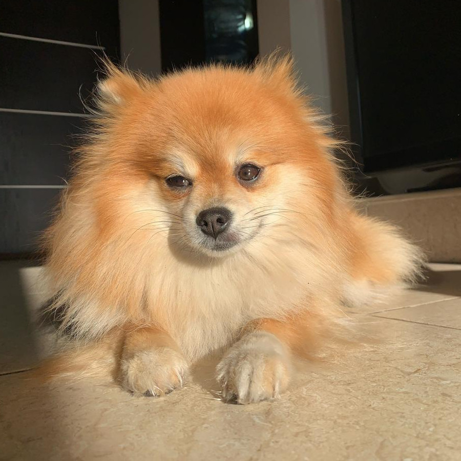 LUCY | Raza Pomerania | Perdida