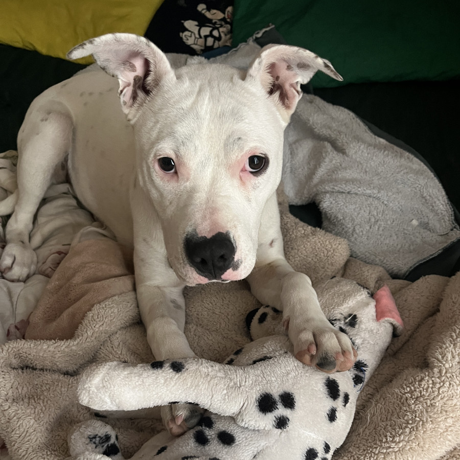 NALA | Raza American Pitbull Terrier | Perdida