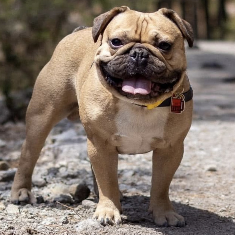 RIGO | Raza Mestizo, cruza de Bulldog Francés con Pug | Perdido