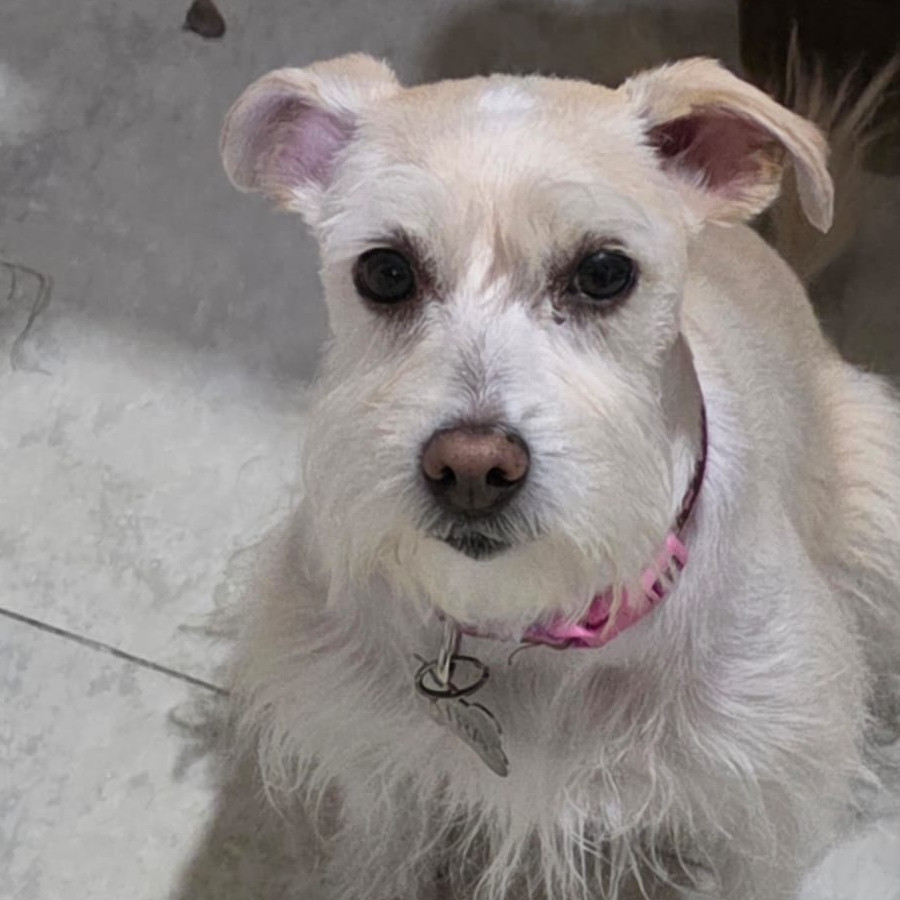 KIRA | Raza Mestiza, cruza de Schnauzer | Final Feliz