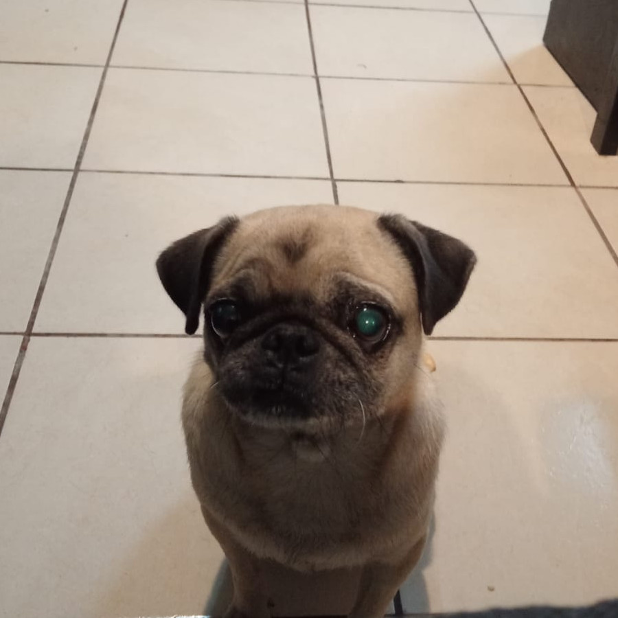 LOLA | Raza Pug o Carlin | Perdida