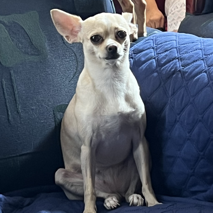 PULGA | Raza Chihuahua | Final Feliz