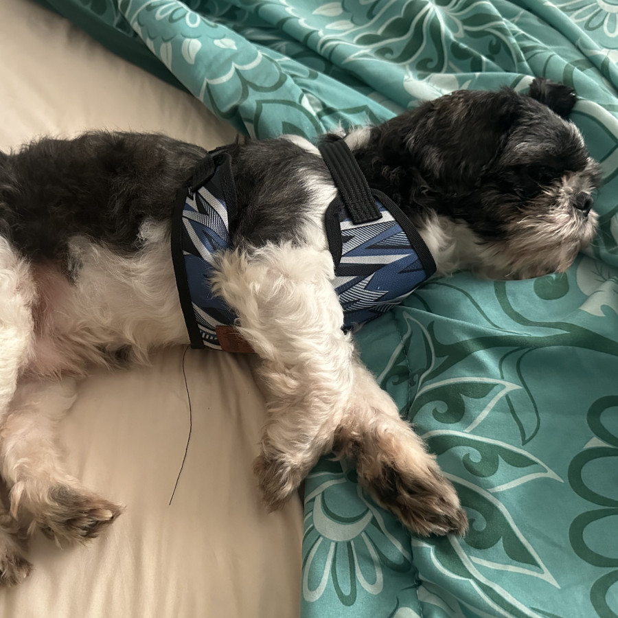 IGOR | Raza Shih Tzu  | Perdido