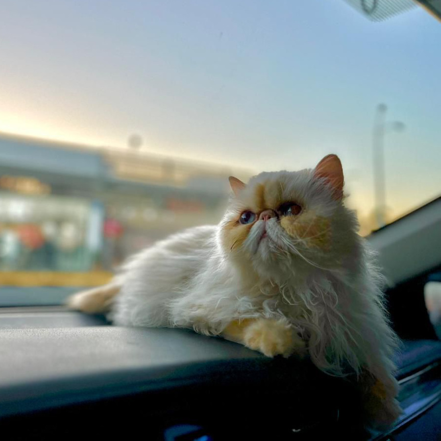 JUANITA | Raza Persa Punto Flama | Final Feliz