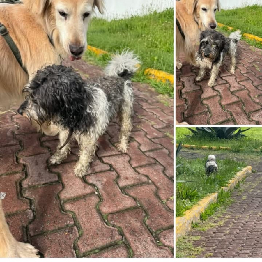 TONY | Raza Mestizo,  cruza de Schnauzer | Perdido