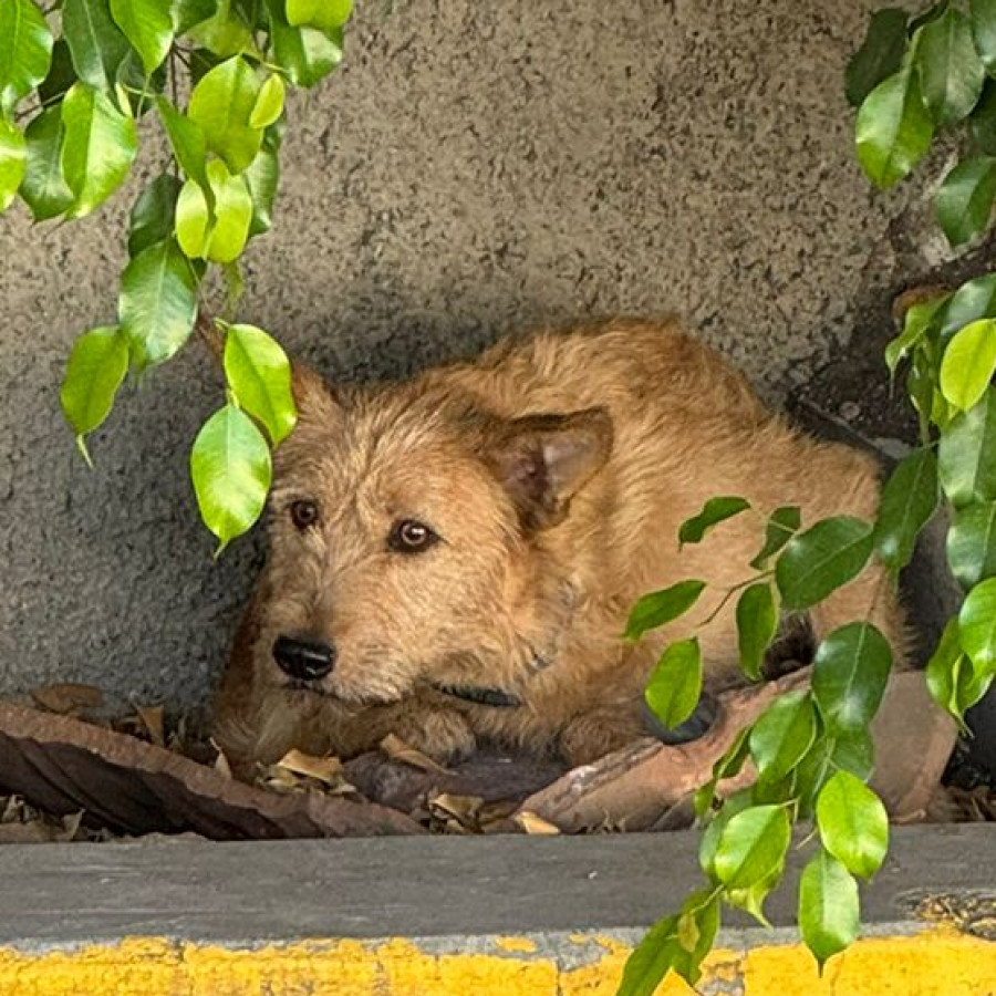  | Raza Mestizo | Encontrado