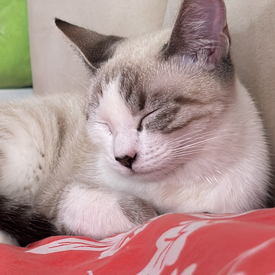 COCO | Raza Aslan o Siamés moderno, punto tabby | Perdida