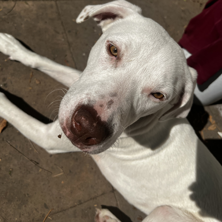 LIÓN | Raza Mestizo, cruza de Labrador | Perdido