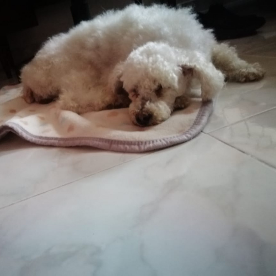 SHASTAR | Raza French Poodle o Caniche | Perdida