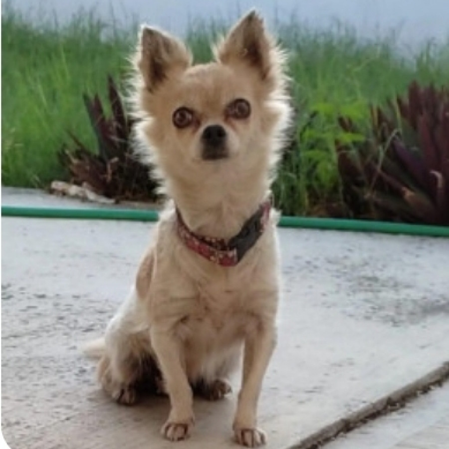 CHIQUIS | Raza Chihuahua | Perdida