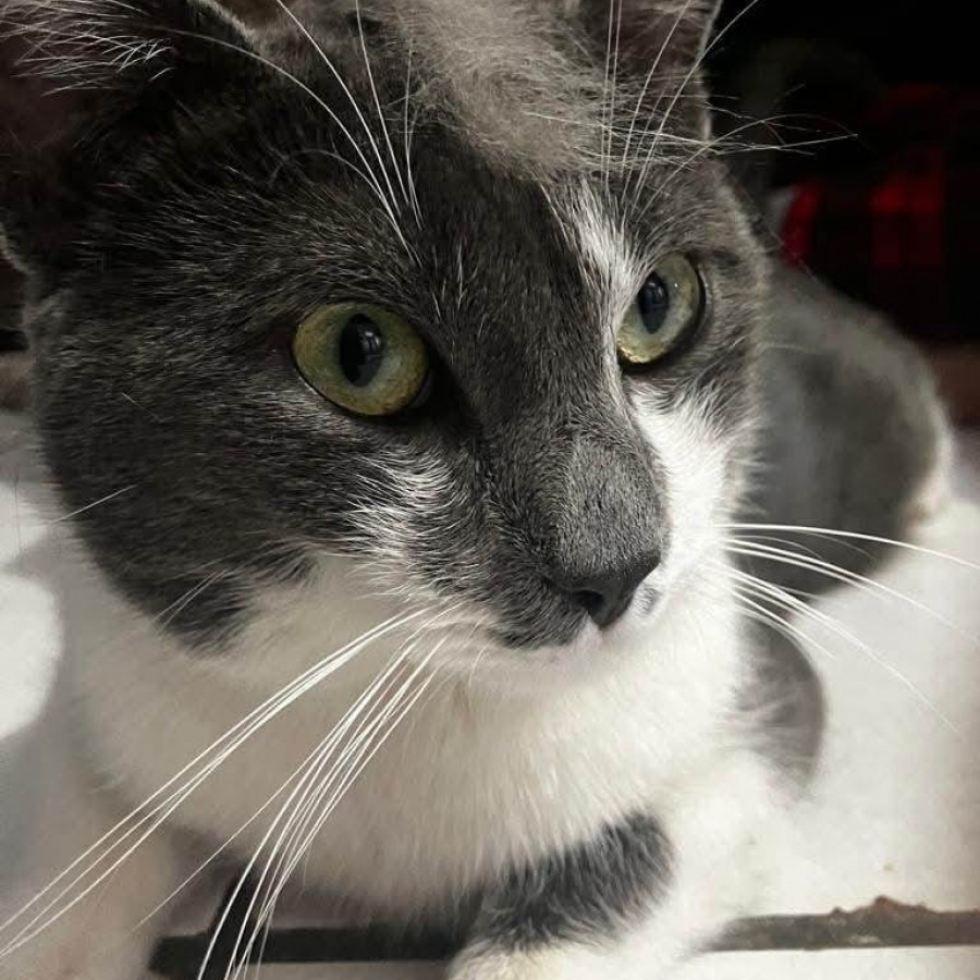 RYU | Raza Doméstico Américano de Pelo Corto | Perdido