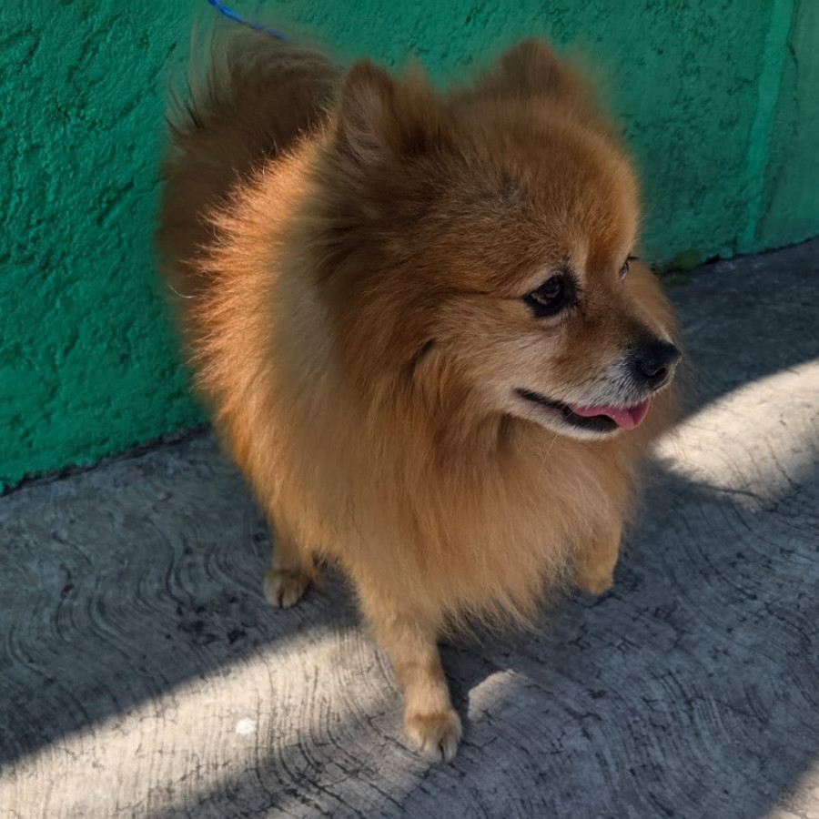  | Raza Pomerania | Final Feliz